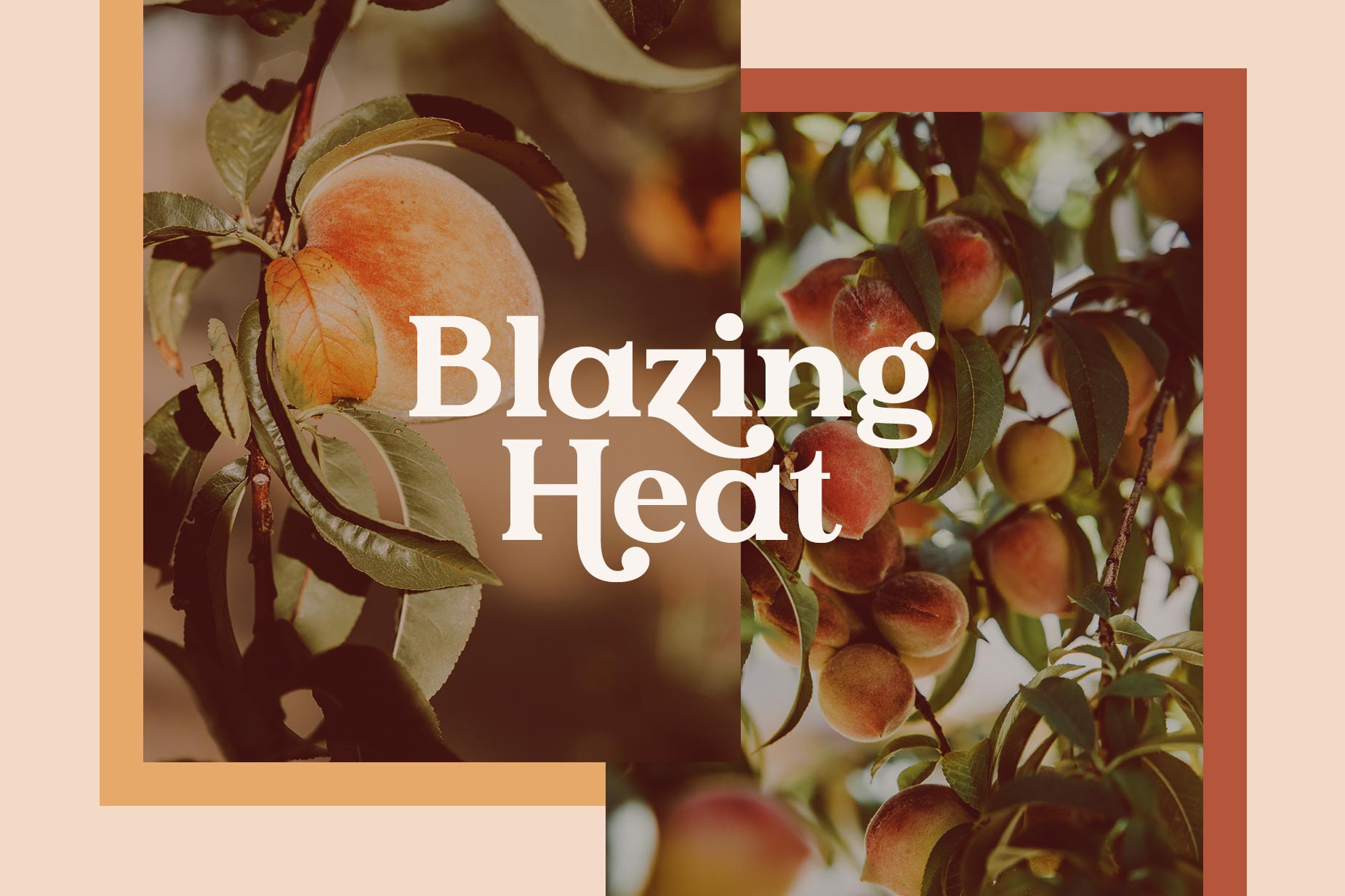 Apricosa Font Design - Blazing Heat