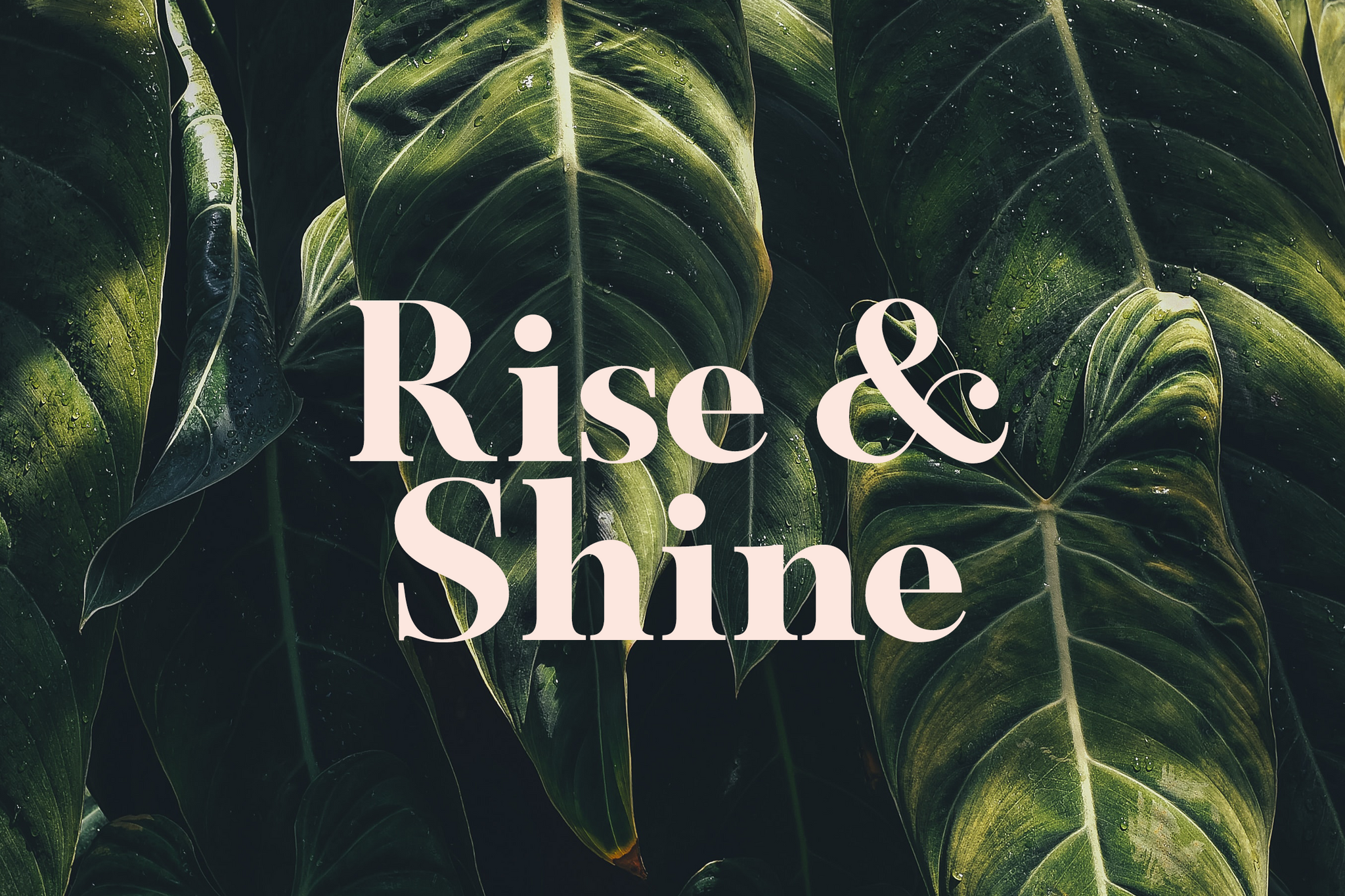 Rise & Shine - Quote Design - Celesse Font